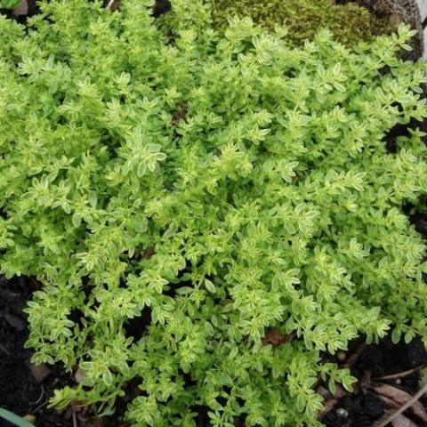Herniaria glabra Sea Foam, variegated green and cream leaves