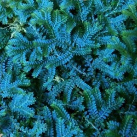 Sellaginella uncinata, bluish tiny leaves