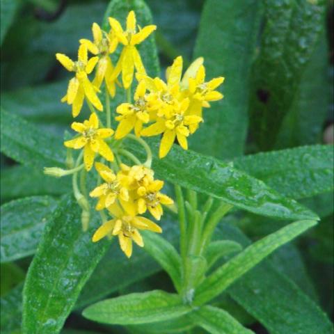 Asclepias tuberosa 'Hello Yellow', yellow clusters of flowers