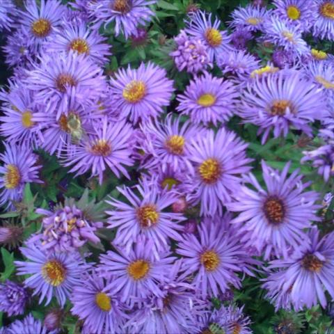 Aster 'Purple Dome', purple threadleaf daisies with yellow centers