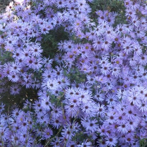Aster Raydon's Favorite, many lavender blue small daisies 