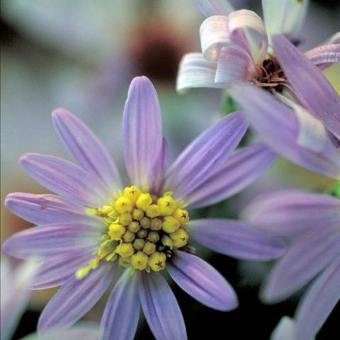 Short's Aster, light lavender daisy flowers, yellow centers