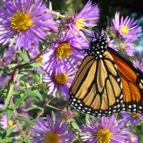 Aster nova-angliae, purple threadleaf daisies, yellow centers w Monarch