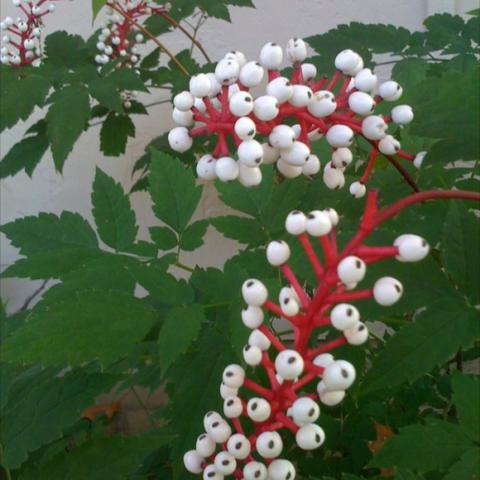 Actaea pachypoda, white berries with bright red stems