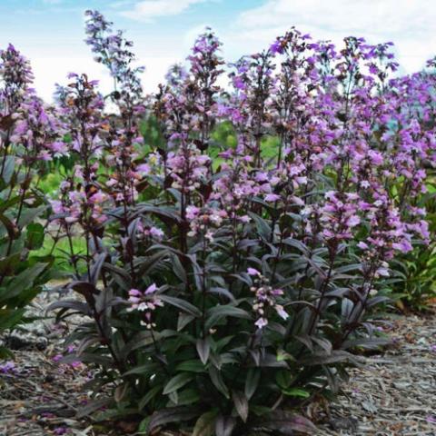 Penstemon digitalis Blackbeard, pink flowers and dark leaves