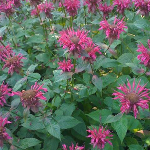 Monarda 'Raspberry Wine', dark pink crown-like flowers