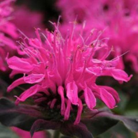 Bee Balm Balmy Rose, shaped like pom-poms, bright fuchsia flowers