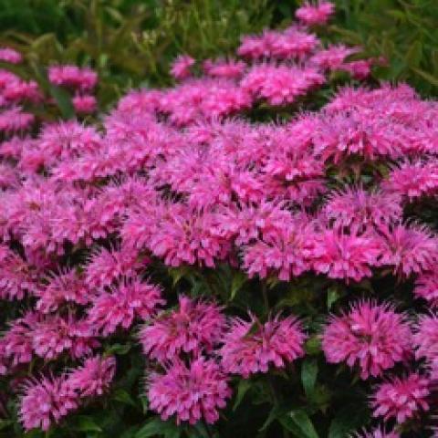 Monarda Bubblegum Blast, pink radical flowers