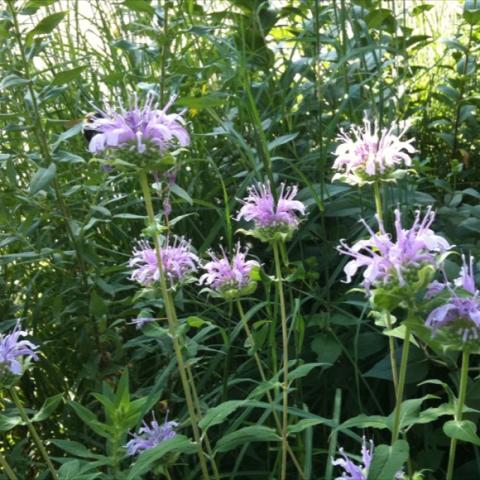 Monarda fistulosa, light lavender crown-like flowers