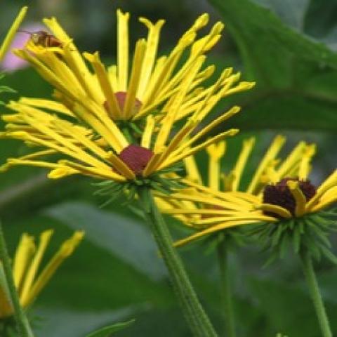 Rudbeckia Henry Eilers, black-eyed susan with quilled petals