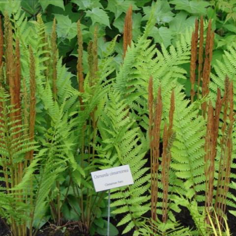 Cinnamon Fern, green fronds and tan upright spores
