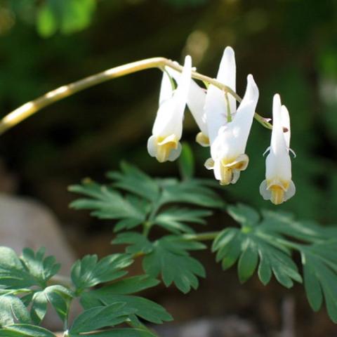 Dicentra cucullaria, white to yellow flowers that look like a pair of pants