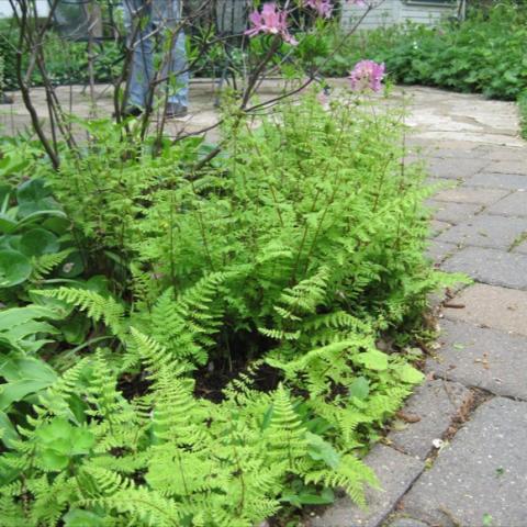 Bulblet Fern, small green fronds