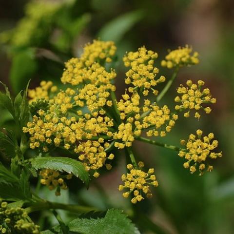 Zizia aurea flowers, yellow panicle of tiny flowers