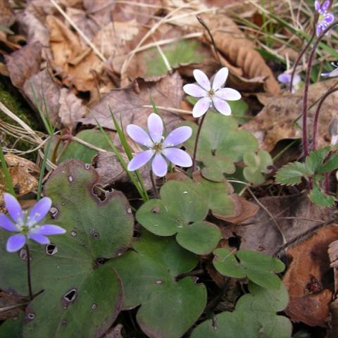 Hepatica americana, light lavender flowers