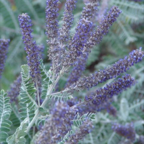 Amorpha canescens, wooly dark lavender spikes
