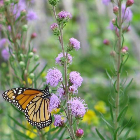 Liatris aspera, lavender button flowers with Monarch butterfly