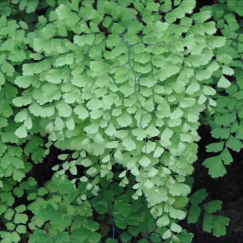 Adiantum pedatum, lace-like green fronds