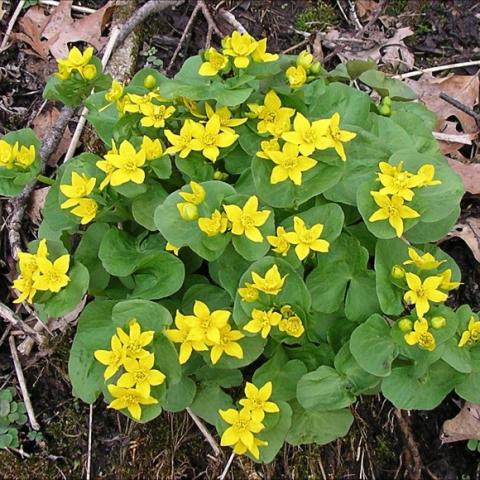Caltha palustris, bright yellow flowers