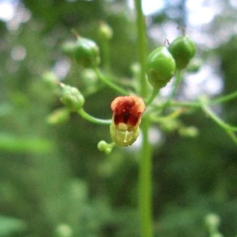 Figwort flower, orange and small