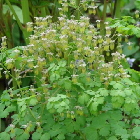 Thalictrum dioicum, little squid-like flowers