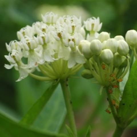 Asclepias incarnate Ice Ballet, white milkweed flowers