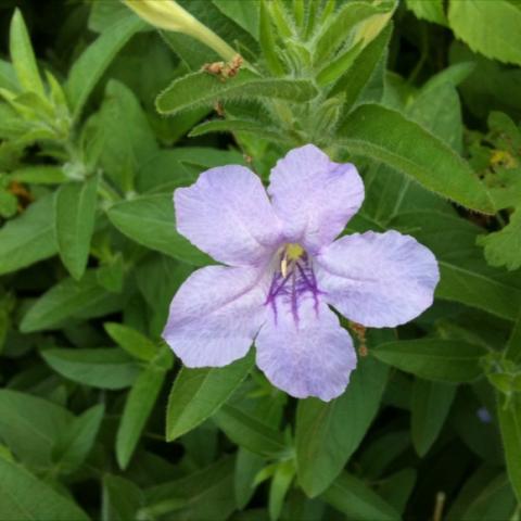 Ruellia humilis, winsome lavender five-petalled flower