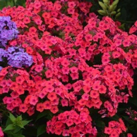 Phlox Flame Coral, pink to coral flat flowers