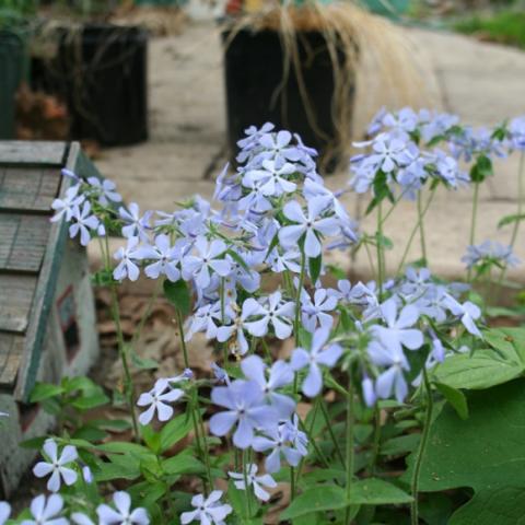 Phlox divaricata 'Laphamii', light blue to lavender flowers