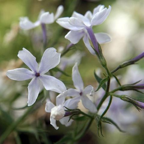 Phlox divaricata May Breeze, white flat five-petaled flowers