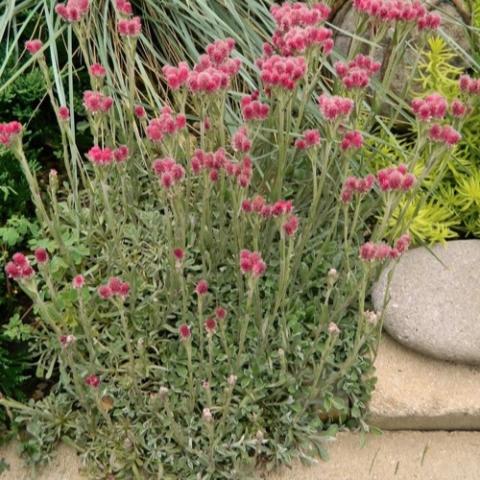 Pussytoes, small "buds" of red flowers