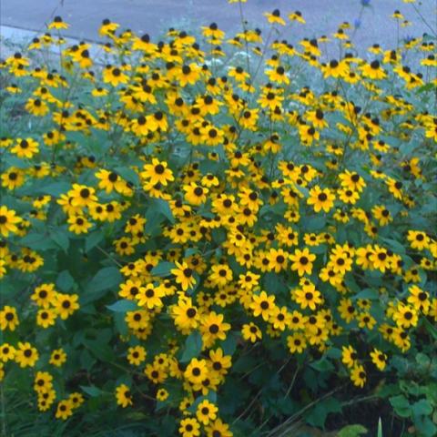 Rudbeckia triloba, small yellow daisies with dark centers