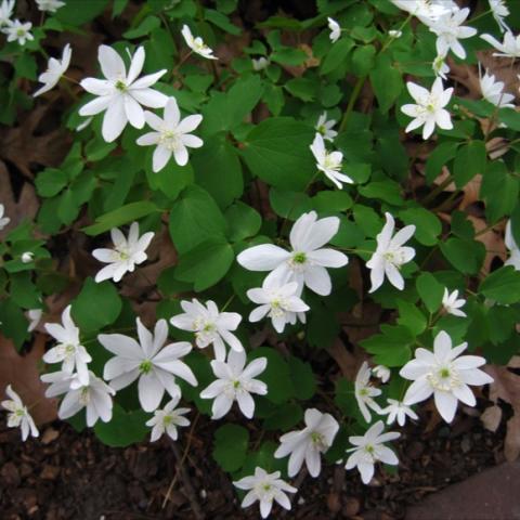 Anemonella thalictroides, white flowers