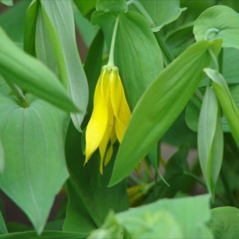 Uvularia grandiflora, yellow downfacing flower