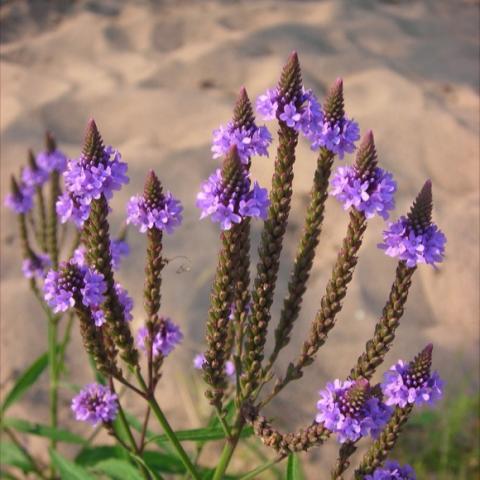 Verbena hastata, dark lavender collars around spearheads