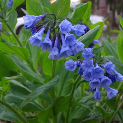 Mertensia virginica, pendant periwinkle-colored flowers