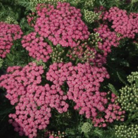 Achillea Pink Grapefruit, pink clusters of flower heads