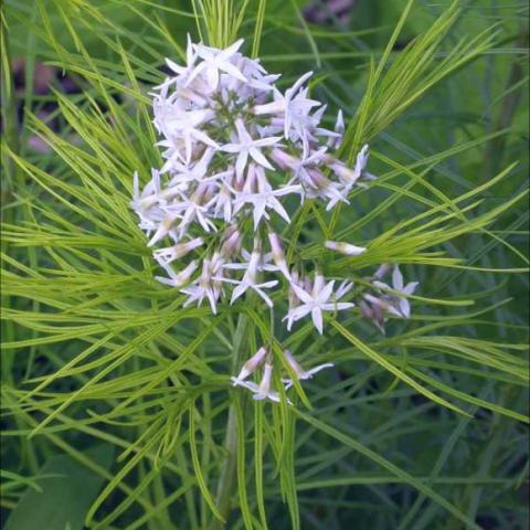 Amsonia hubrichtii, light blue spike of flowers, thread-like leaves