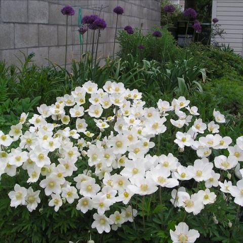 Anemone sylvestris, white single flowers with yellow centers.