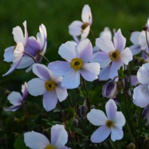 Anemone Wild Swan, white anemones with lavender tinges