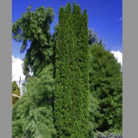 Arborvitae Rushmore, narrow even upright evergreen