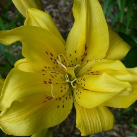 Hemerocallis 'Fata Morgana', yellow double daylily