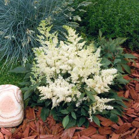 Astilbe Astary White, plumes of white flowers