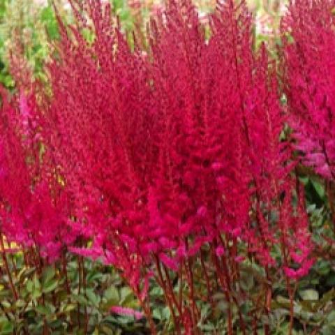 Astilbe Mighty Chocolate Cherry, bright cherry red fluffy flowers