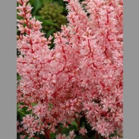 Astilbe Look at Me, light pink with pink stems