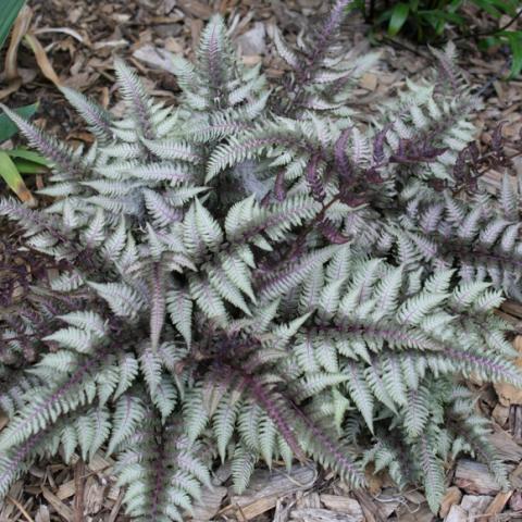 Athyrium 'Ghost', silvery fern leaves