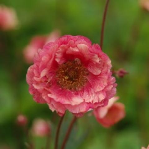 Geum Cherry Bomb, double petals in peach to dark pink dark center