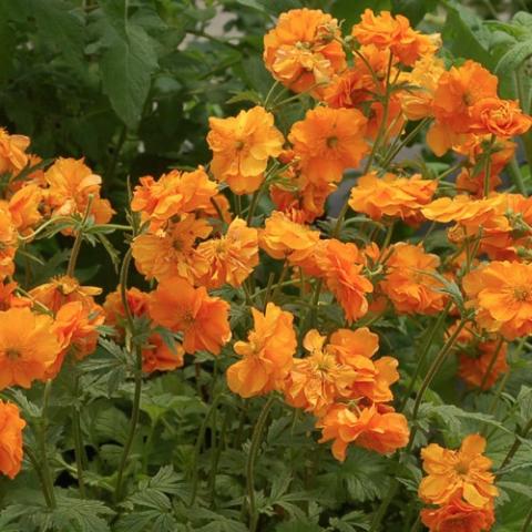 Gem Fire Storm, bright orange flowers with some gold bits