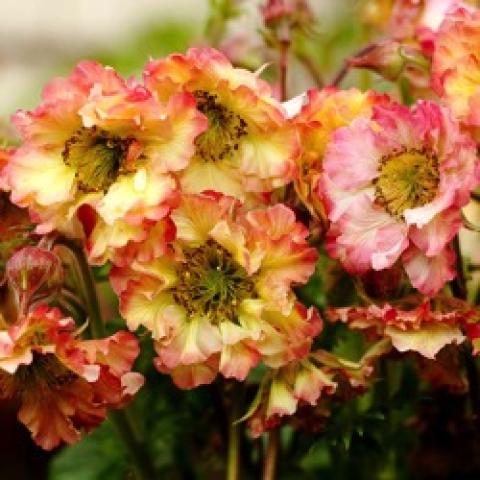 Avens Pretticoats Peach, ruffly yellow with dark peach edges