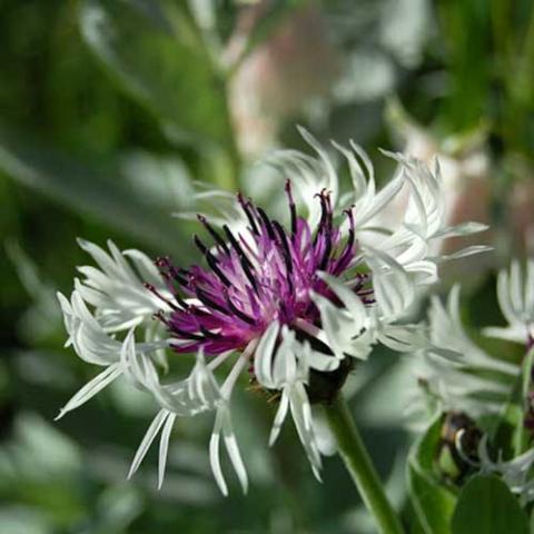 Centaurea Purple Heart, ethereal flower with white petals and dark purple center